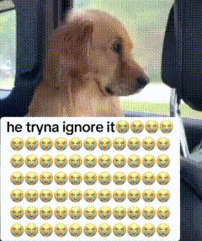 Dog Sitting In Back Seat Saying He Tryna Ignore It GIF