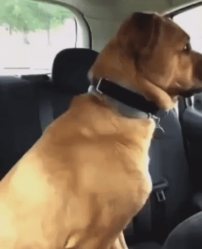 Dog Sitting In Back Seat Wearing Seat Belt GIF