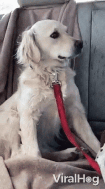 Dog Sitting In Back Seat With Red Leash GIF