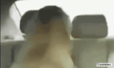 Dog Sitting In Back Seat With Smoke GIF