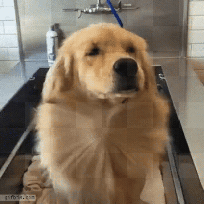 Dog Sitting In Bathtub With Blue Brush GIF