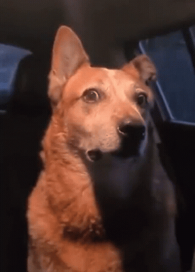 Dog Sitting In Car Back Seat GIF