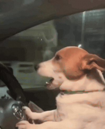 Dog Sitting In Car Driver's Seat GIF