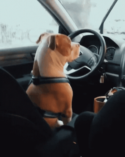 Dog Sitting In Car Driver's Seat GIF