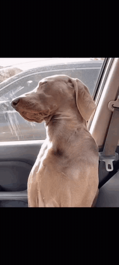 Dog Sitting In Car With Head Out Window GIF