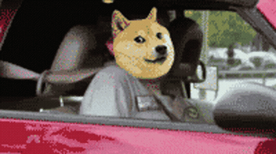 Dog Sitting In Car With Mask GIF