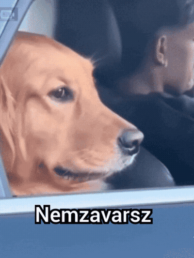 Dog Sitting In Car With Nemzavarsz GIF
