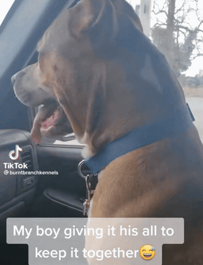 Dog Sitting In Car With TikTok Caption GIF