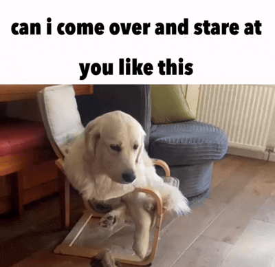 Dog Sitting In Chair Can I Come Over And Stare At You Like This GIF