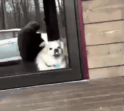 Dog Sitting In Doorway Looking Out GIF