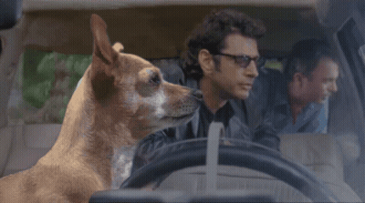 Dog Sitting In Driver's Seat Next To Two Men GIF