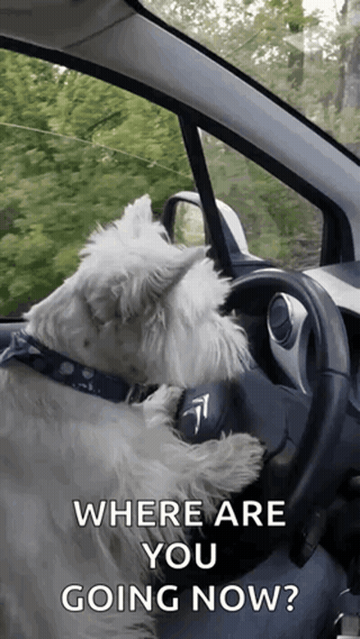Dog Sitting In Driver Seat Saying Where Are You Going Now GIF