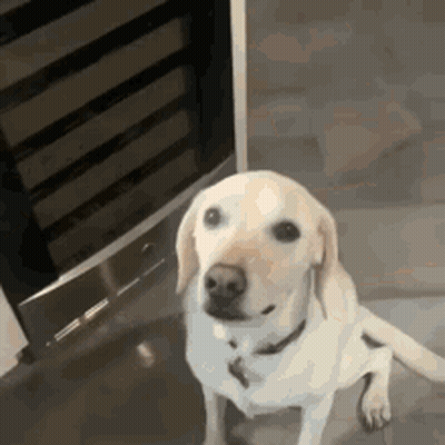 Dog Sitting In Front Of Refrigerator GIF