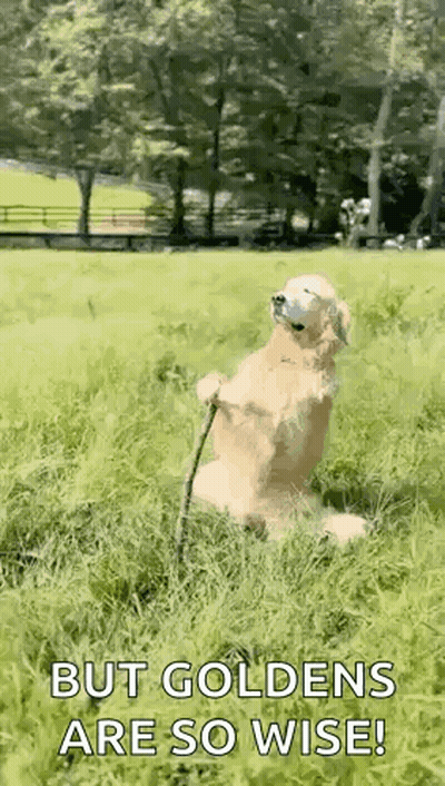 Dog Sitting In Grass With Stick And Ball GIF