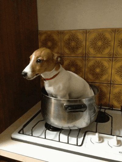 Dog Sitting In Pot On Stove GIF