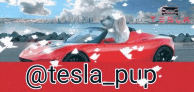 Dog Sitting In Tesla GIF