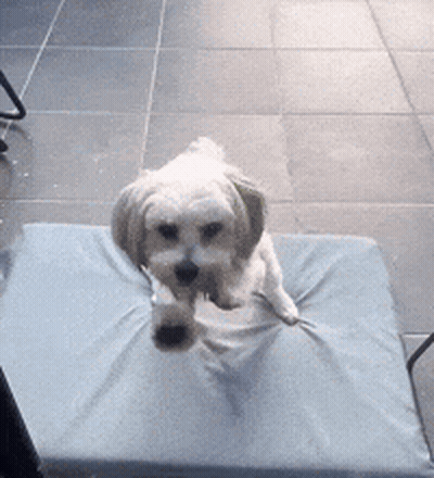 Dog Sitting In Truck Bed Looking In Mirror GIF