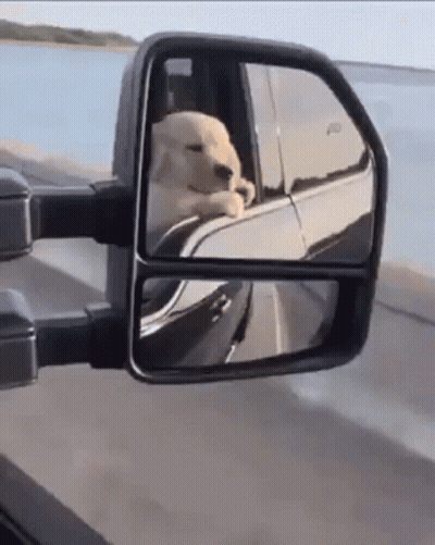 Dog Sitting In Truck Looking Out Side Mirror GIF