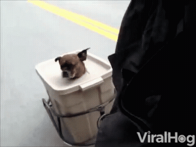 Dog Sitting In Viralhog Container GIF