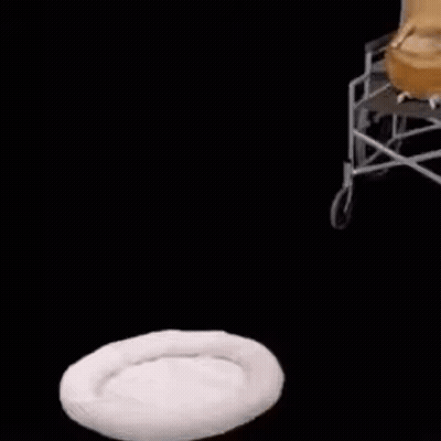 Dog Sitting In Wheelchair Next To White Dog Bed GIF