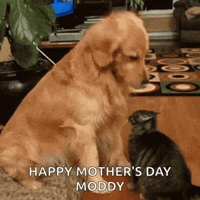 Dog Sitting Next To Cat Happy Mothers Day GIF