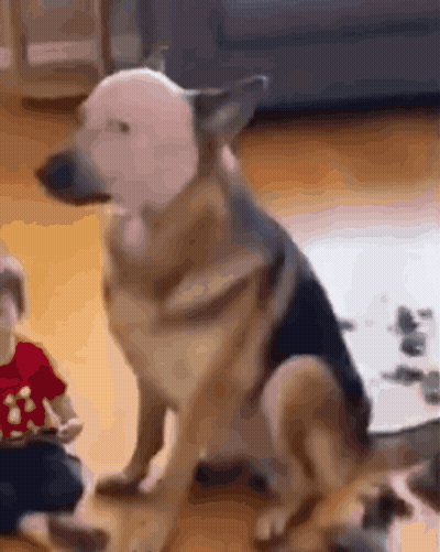 Dog Sitting Next To Child Playing With Toy GIF