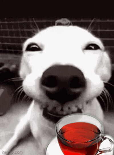 Dog Sitting Next To Cup Of Tea GIF