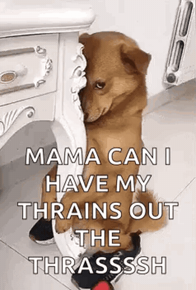 Dog Sitting Next To Table And Dresser GIF