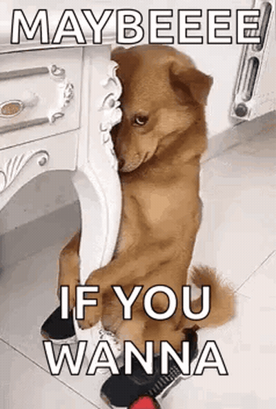 Dog Sitting Next To Table With Shoe On Foot GIF