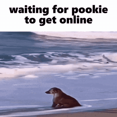 Dog Sitting On Beach Waiting For Pookie GIF