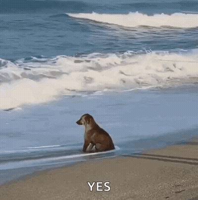Dog Sitting On Beach Watching Waves GIF