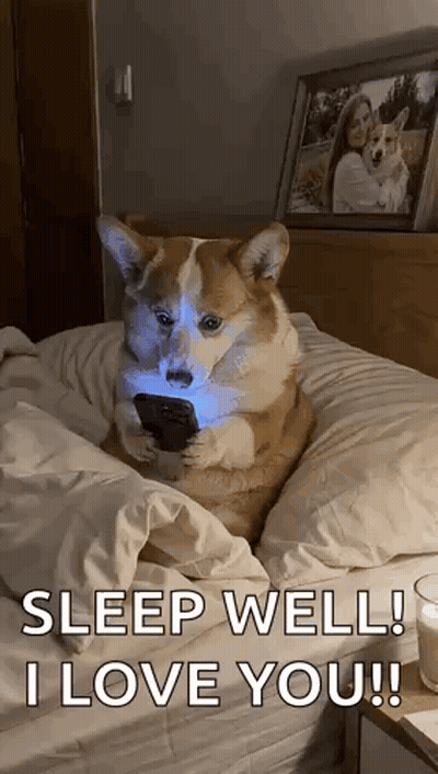 Dog Sitting On Bed Holding Cell Phone GIF