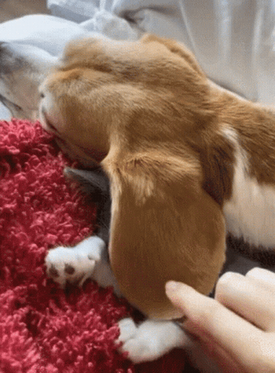 Dog Sitting On Bed Looking At Camera GIF