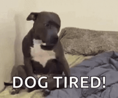 Dog Sitting On Bed Saying Dog Tired GIF