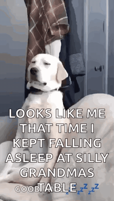 Dog Sitting On Bed Saying Looks Like Me That Time I Kept Falling Asleep GIF