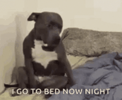 Dog Sitting On Bed Saying Night GIF