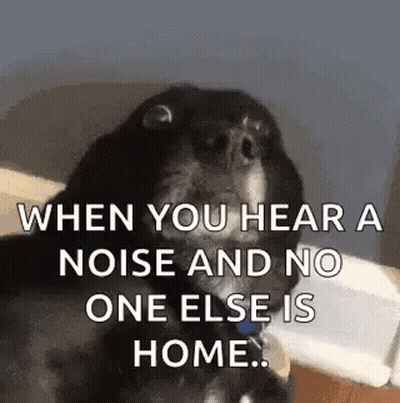 Dog Sitting On Bed When You Hear A Noise GIF