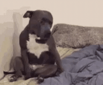 Dog Sitting On Bed With Blanket GIF