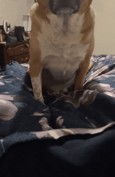 Dog Sitting On Bed With Blue Blanket GIF