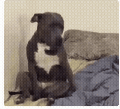 Dog Sitting On Bed With Head On Pillow GIF