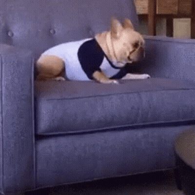 Dog Sitting On Blue Couch In Baseball Shirt GIF