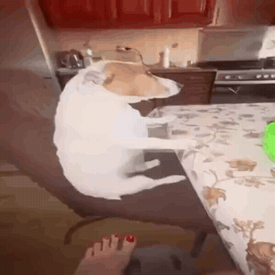 Dog Sitting On Chair Next To Table With Green Container GIF