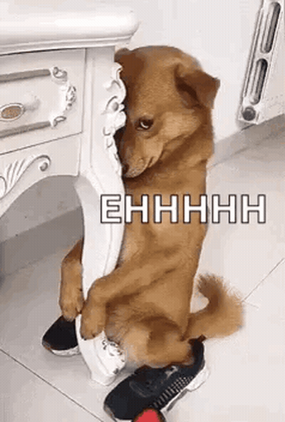 Dog Sitting On Chair With Paws On Shoe GIF