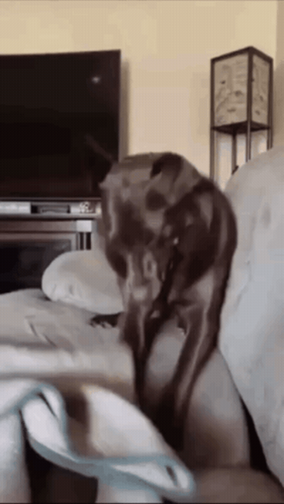 Dog Sitting On Couch In Living Room GIF