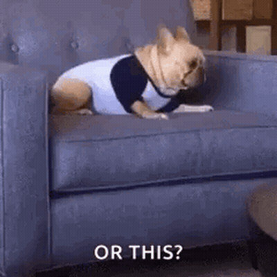 Dog Sitting On Couch In Sweater Asking Or This GIF