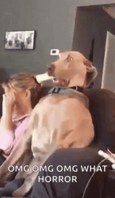 Dog Sitting On Couch Looking At Woman GIF