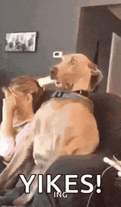 Dog Sitting On Couch Next To Woman Covering Face GIF