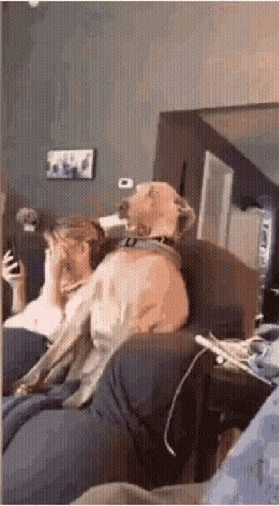Dog Sitting On Couch Next To Woman Looking At Phone GIF