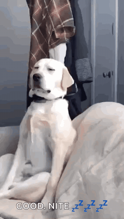 Dog Sitting On Couch Saying Good Nite GIF