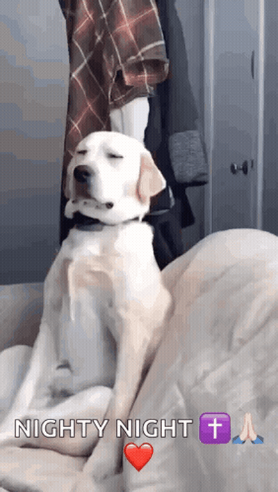 Dog Sitting On Couch Saying Nighty Night GIF
